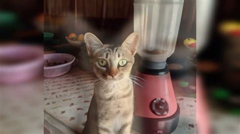 cat in blender twitter full video|The Cat In Blender Video: A Disturbing Tale Of。